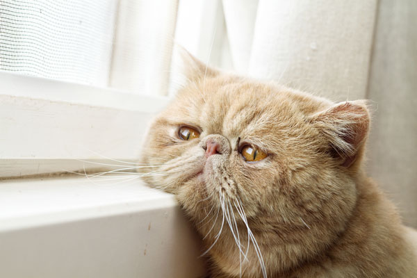 sad cat in a new home photo