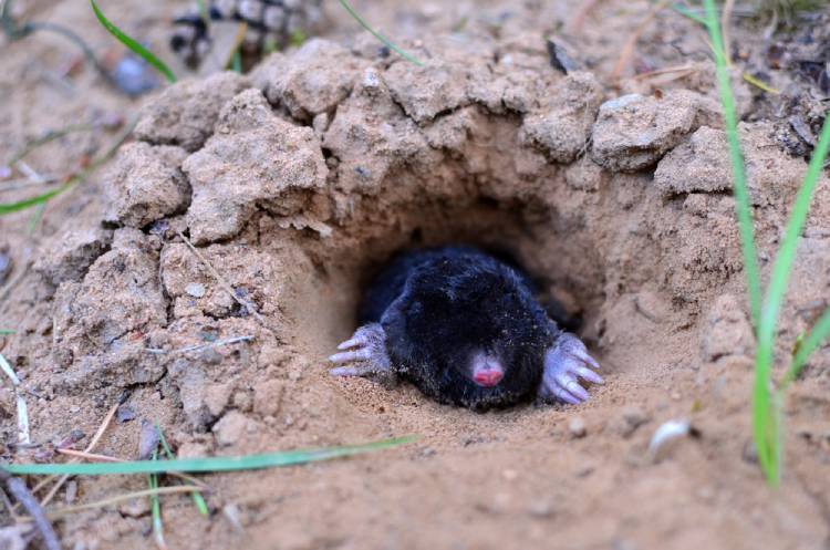 How to Get Rid of Moles in Your Yard