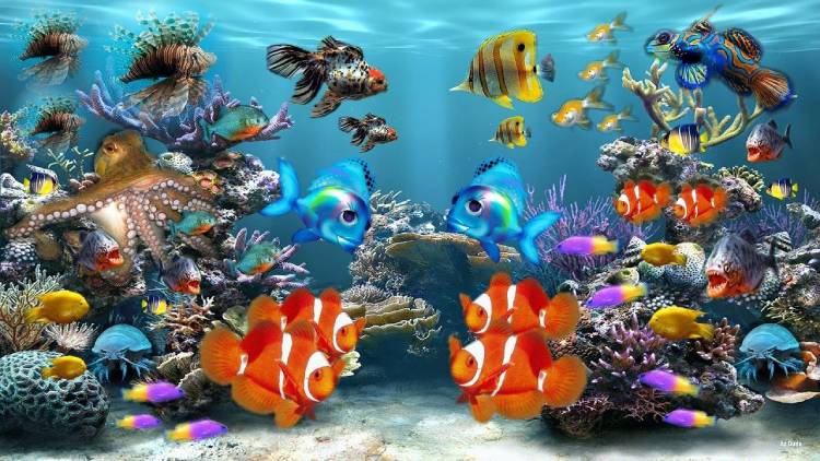 Tips for Safely Moving a Fish Tank